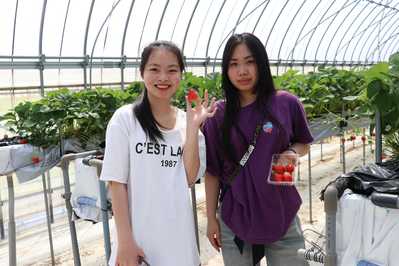 いちごを収穫する参加者