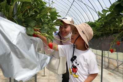 いちごを収穫する参加者（親子）