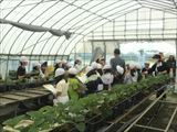 いちご栽培社会科見学１