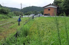 田んぼの草刈り