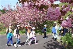 桜の様子