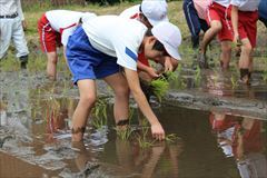 田植えの開始