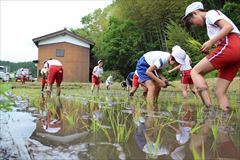 頑張る田植え