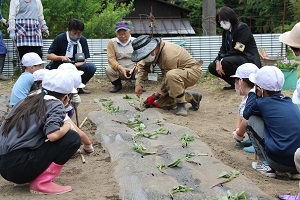 苗の植え方の説明