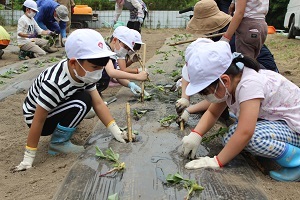 苗植えの様子