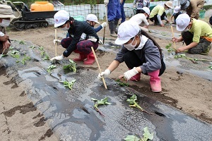 苗植えの様子