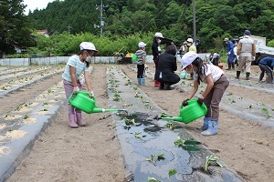 苗に水やりの様子