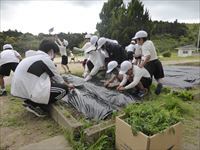 野菜の苗植え３