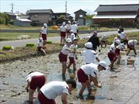 田植え３