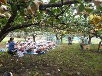 梨の収穫１