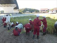 亀治米稲刈り２