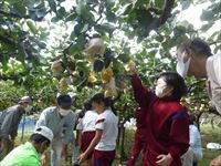 梨の収穫３