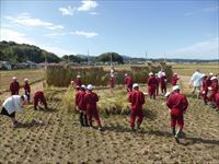 5年生稲刈り４