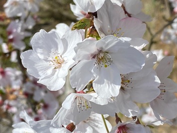 桜の花