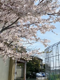 桜の花