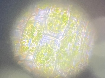 ri4