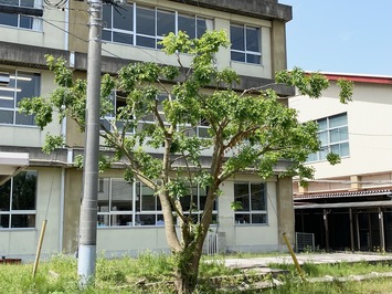 ka11
