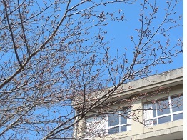 三中坂の桜1