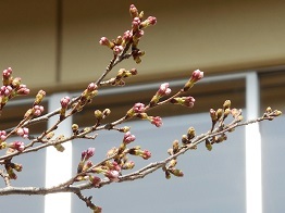 三中坂の桜2