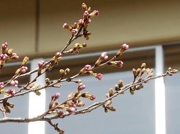 三中坂の桜2