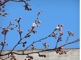三中坂の桜3