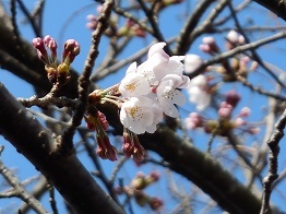 三中坂の桜4