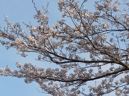 0401桜満開2