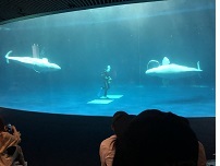 シロイルカ1