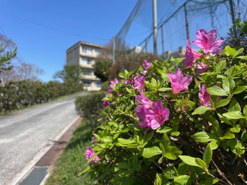 0421tsutsuji1