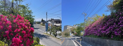 0501tsutsuji