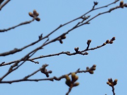 15日桜の蕾