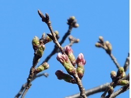 朝の蕾