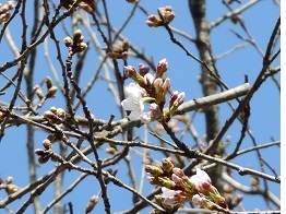 10時頃の桜1