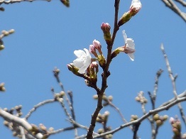 10時頃の桜2