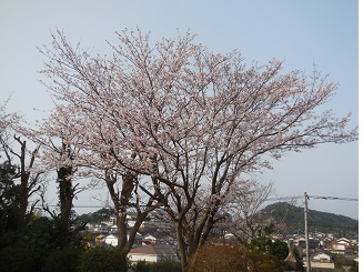 三中坂の桜1