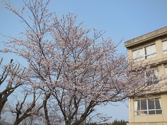 三中坂の桜2