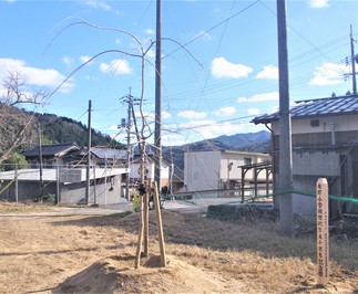 syokuju3