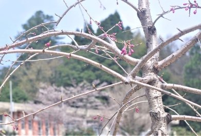 sakura3