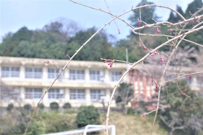 sakura4