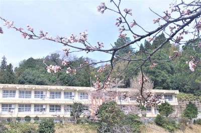 sakura1