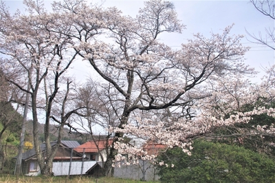 sakura2