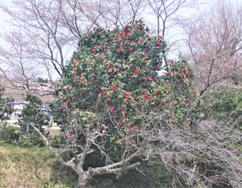 sakura5