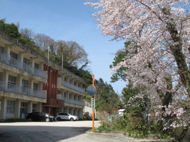 桜の花がきれい