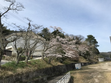 桜の花