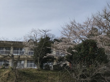 桜の花３