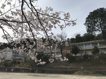 桜の花４