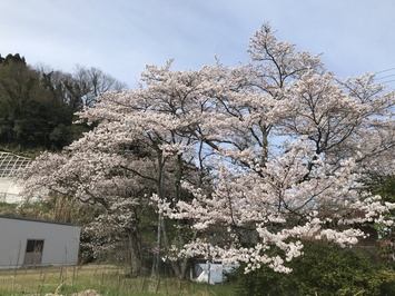 桜の花５