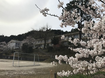 桜の花6