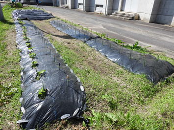 苗が植えられた畑