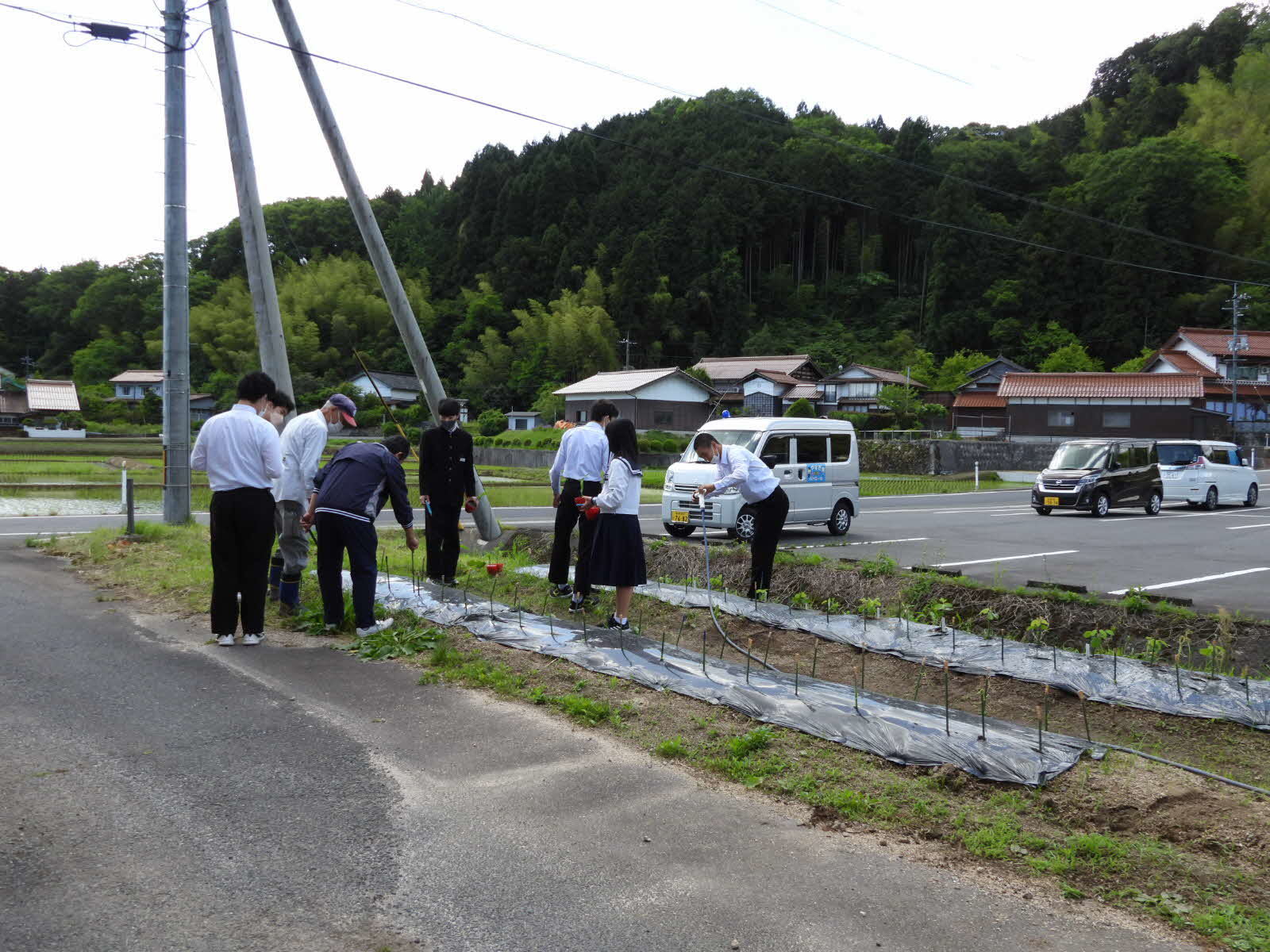 畑への苗植え